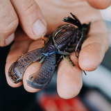 CRUSH CITY CLEANUP CRAW™ 3.5"