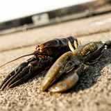 CRUSH CITY BRONCO BUG™ 4"