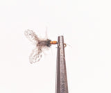 MOSCAS SECAS BIG MONTANA